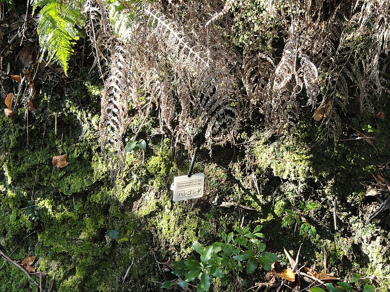 File:Thelypteris glanduligera - Miyajima Natural Botanical Garden - DSC02303.JPG