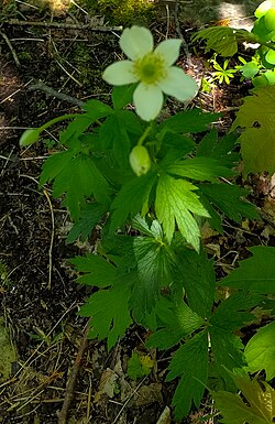 Thimbleweed (Anemone cylindrica) - Flickr - wackybadger (2).jpg