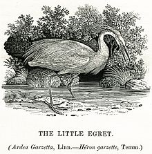 L'egretta garzetta (in inglese The Little Egret) nella Storia degli Uccelli Britannici di Thomas Bewick, volume II, Uccelli Acquatici, 1804