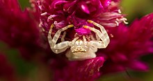 Spider hiding from bees by latching on to the surface underneath the flower Thomisus spectabilis (16426554885).jpg