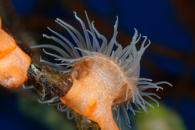 File:Tiger Anemone - Nemanthus annamensis - 24597241479.jpg