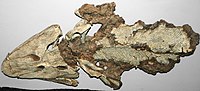 Thumbnail for File:Tiktaalik roseae (fish to amphibian transitional fossil) (Fram Formation, Upper Devonian; Ellesmere Island, Arctic Canada) 1 (49755118288).jpg