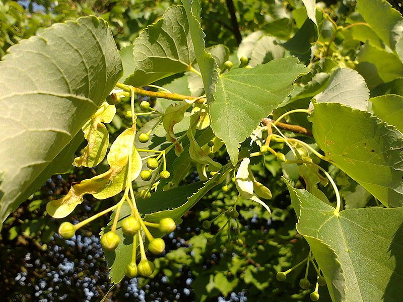 File:Tilia cordata - inflorescence.jpg