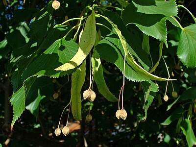 Tilia x euchlora Fruits