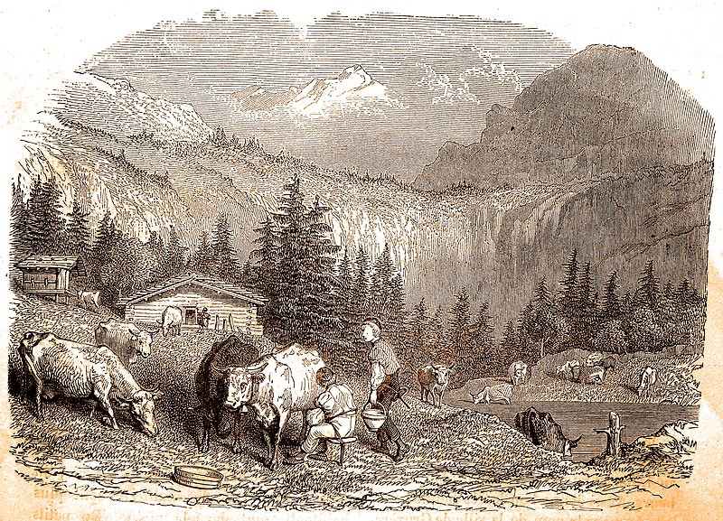 File:Traite des vaches dans les Alpes.jpg