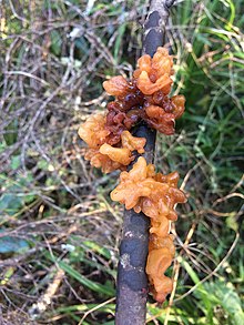 Tremella vesiculosa by Genaee Rhodes.jpg