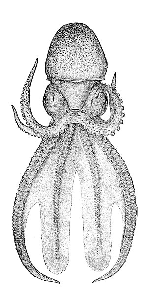 File:Tremoctopus violaceus2.jpg