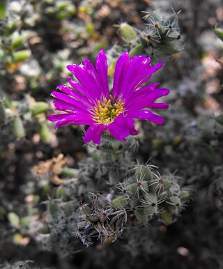 <i>Trichodiadema intonsum</i> Species of succulent