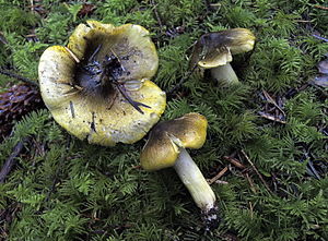 Tricholoma sejunctum-493291.jpg