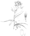 Trigonella foenum-graecum P. H. W. Taubert, Natürliche Pflanzenfamilien (1891)