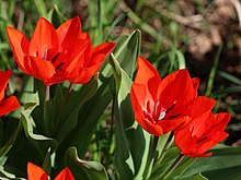 Tulipa praestans 'Fusilier' Tulipa 'Fusilier' 2016 04.JPG