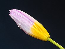 Tulipe bakeri 'Lilac Wonder', fleur fermée.