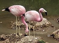 Burung Flamingo