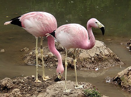 Burung_Flamingo