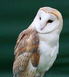 Owl with a heart-shaped face, on a green background