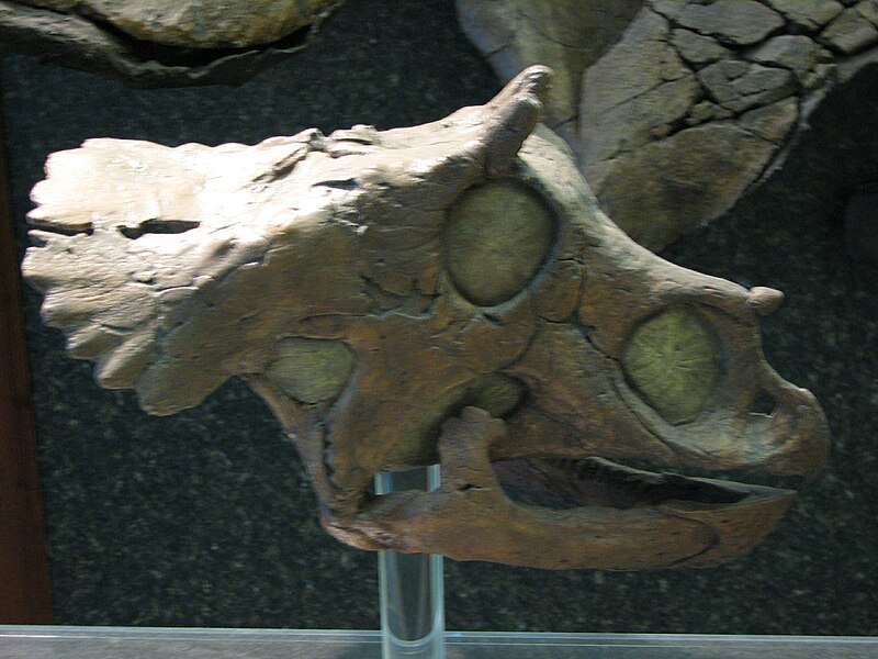 File:UCMP baby Triceratops.JPG