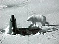 US Navy 030427-O-0000B-003 Polar Bear Attacks Sub.jpg