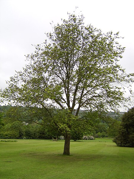 File:Ulmus wallichiana.JPG