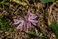 * Nomination Malva neglecta in Druelle, Aveyron, France. --Tournasol7 12:48, 22 July 2017 (UTC) * Decline Sorry, but too much of the flowers is not sharp enough. --W.carter 22:46, 26 July 2017 (UTC)