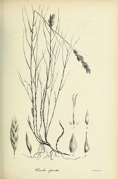 File:Uniola spicata - Species graminum - Volume 3.jpg