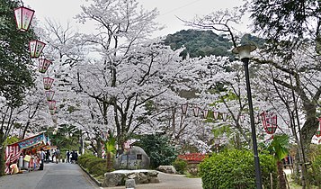 Kirsikoita Utsubukin puistossa