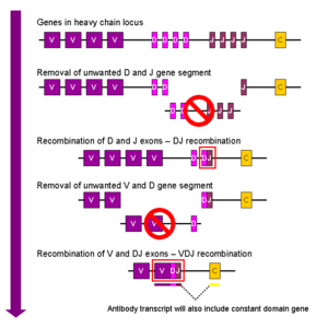 VDJ recombination.png