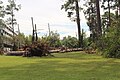 Valdosta down tree with roots showing Patterson St