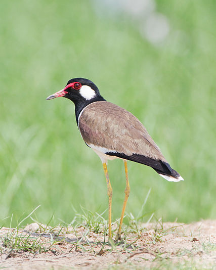 Red-wattled Lapwing