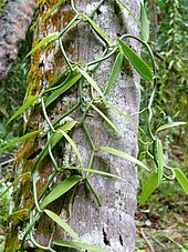 Vanilla tahitensis vines in Huahine, French Polynesia Vanilla tahitensis.jpg