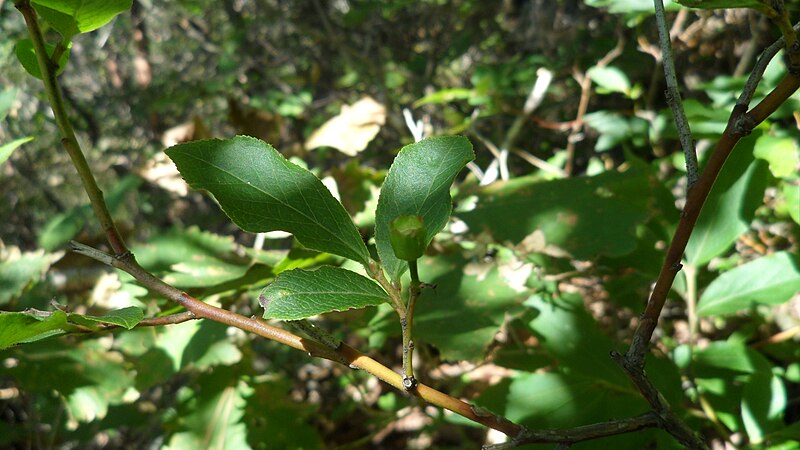 File:Vavcinium koreanum young fruit,Korean blueberry.JPG