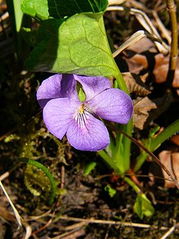 Puošnioji našlaitė (Viola mirabilis)