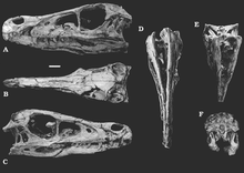 Skull of MPC-D 100/25 (Fighting Dinosaurs individual), in lateral (A-C), top (B), bottom (D-E), and posterior (E) views Velociraptor MPC-D 100 25 skull.png