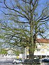 Constitutional linden tree in Grünwald