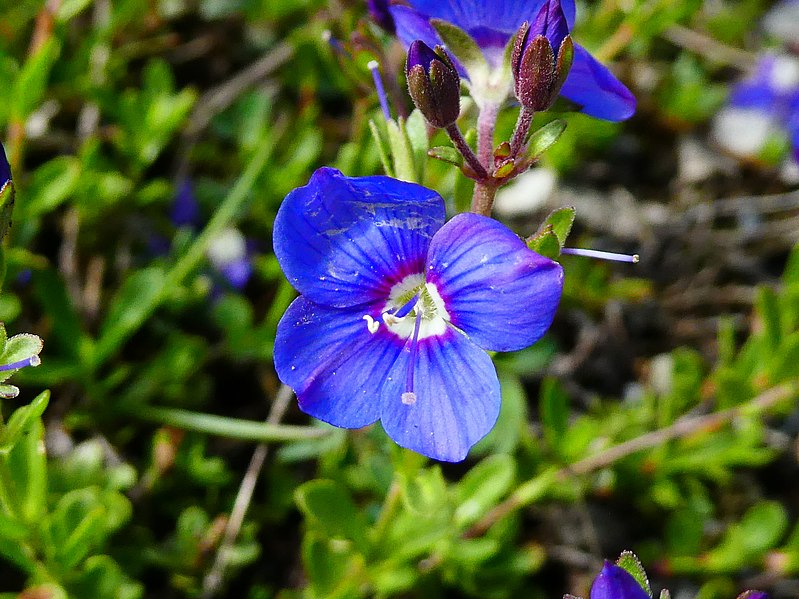 File:Veronica fruticans 02.jpg