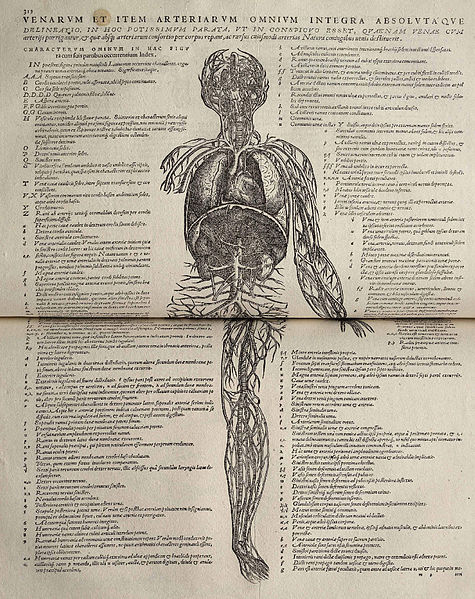 File:Vesalius Fabrica p313-314.jpg