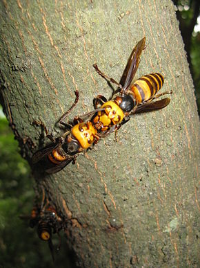 Beschrijving van de Vespa mandarinia japonica2.jpg afbeelding.