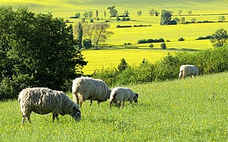 Sundon Civil parish in Central Bedfordshire, England