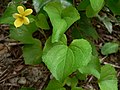 Viola glabella