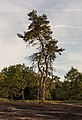 Vliegden (Pinus sylvestris) in avondlicht.