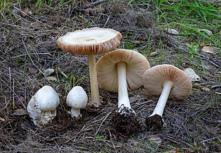 <i>Volvopluteus gloiocephalus</i> Species of mushroom