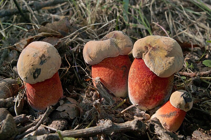 File:Vrbenské rybníky - Boletus mendax 02.jpg