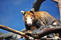 Tree-Kangaroo