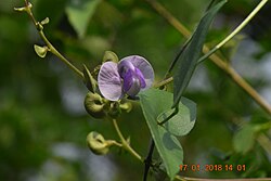 Wajira grahamiana inflorescence.jpg