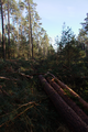 English: Cutline, Forest harvester track near Landenhausen, Wartenberg, Hesse, Germany