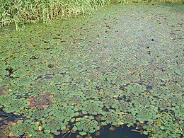 Водяні Горіхи Звичайні: Морфологічна характеристика, Поширення, Чисельність