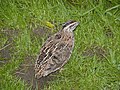 Common quail Coturnix coturnix