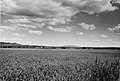 Pole Camas na Weippe Prairie.