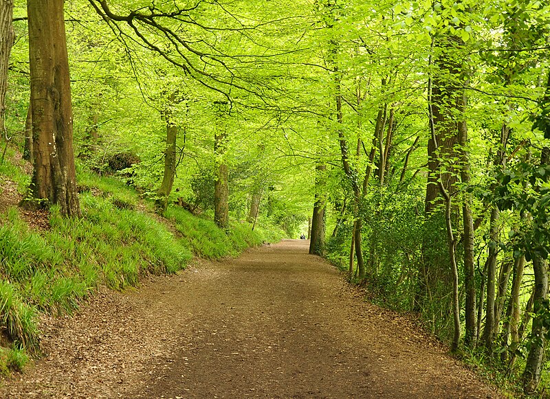 File:West Devon Way in Saltram Wood.jpg