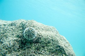 West Indian sea egg Tripneustes ventricosus (4654425141).jpg