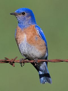 Okcidenta blubirdo, masklo